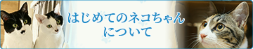 はじめてのネコちゃんについて