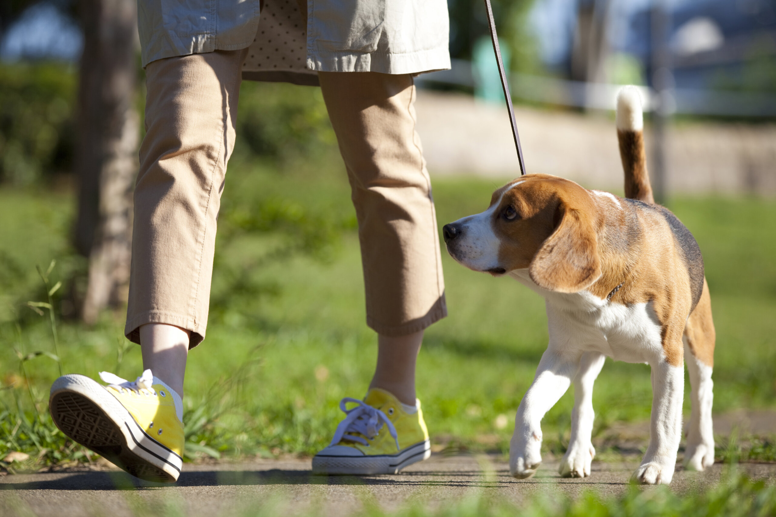 シャンプー ストア 犬 いつから