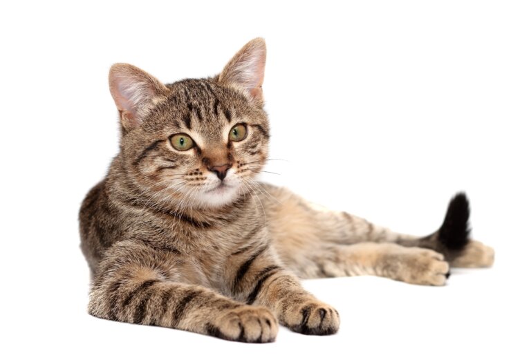 猫にニキビが！？原因と注意点を解説