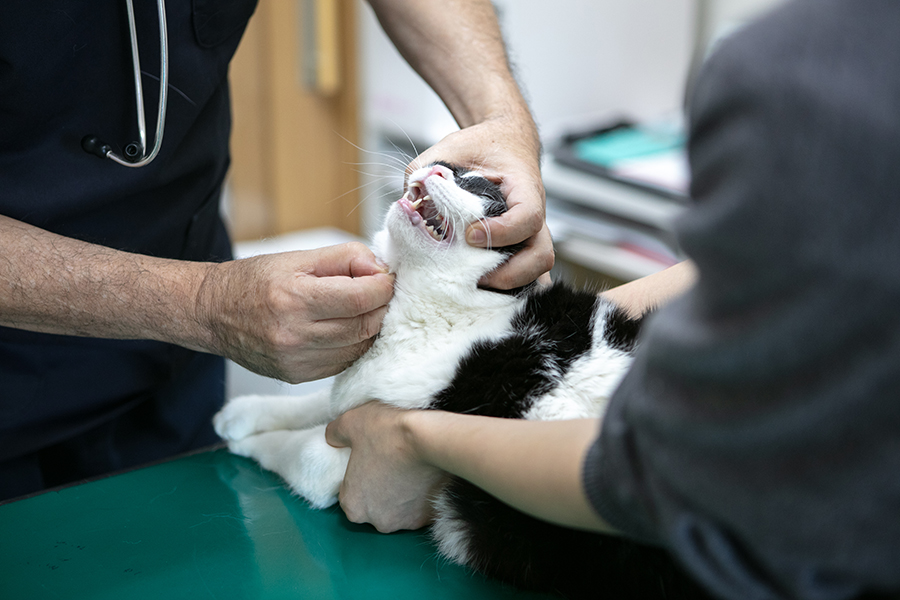 犬・猫の腫瘍について